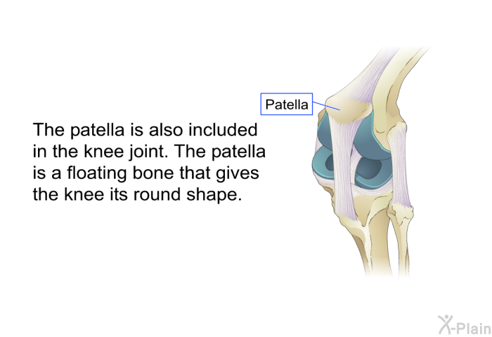 The patella is also included in the knee joint. The patella is a floating bone that gives the knee its round shape.