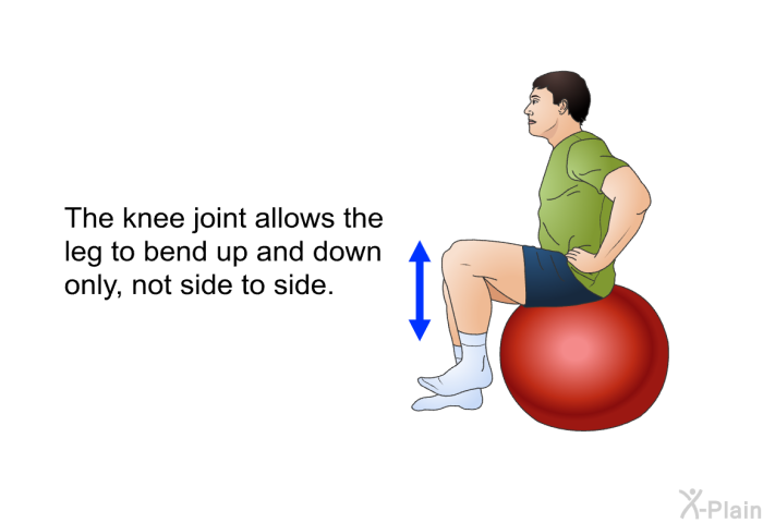 The knee joint allows the leg to bend up and down only, not side to side.