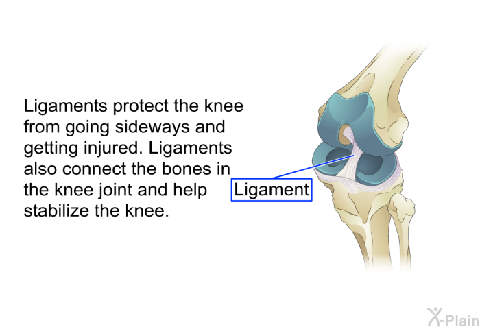 Ligaments protect the knee from going sideways and getting injured. Ligaments also connect the bones in the knee joint and help stabilize the knee.