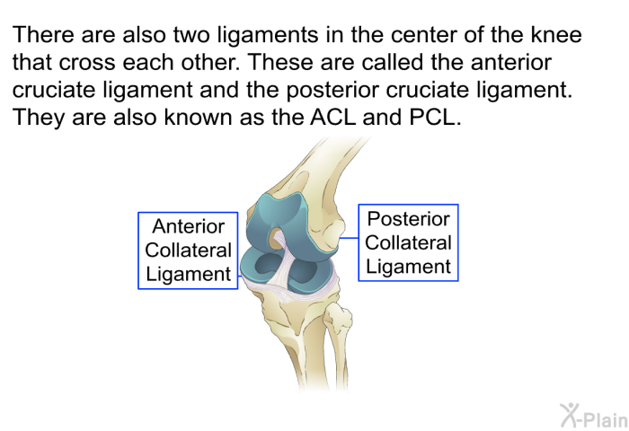 There are also two ligaments in the center of the knee that cross each other. These are called the anterior cruciate ligament and the posterior cruciate ligament. They are also known as the ACL and PCL.