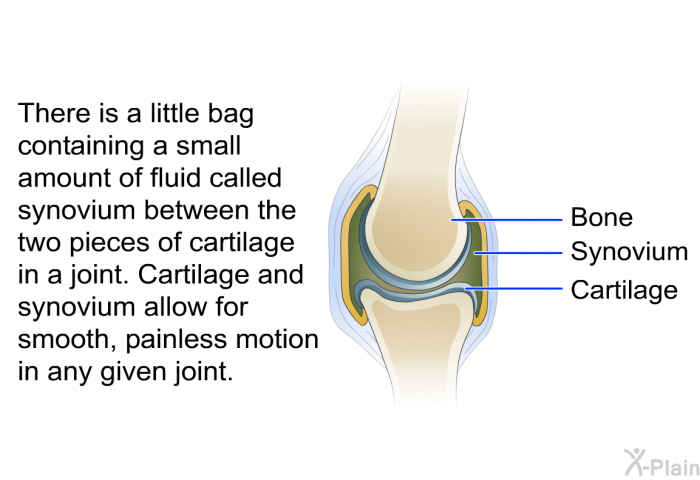 There is a little bag containing a small amount of fluid called synovium between the two pieces of cartilage in a joint. Cartilage and synovium allow for smooth, painless motion in any given joint.