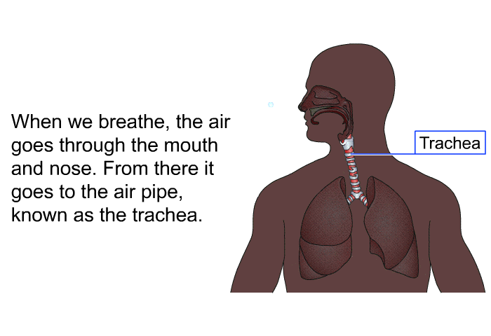 When we breathe, the air goes through the mouth and nose. From there it goes to the air pipe, known as the trachea.