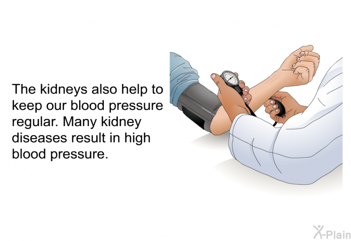 The kidneys also help to keep our blood pressure regular. Many kidney diseases result in high blood pressure.