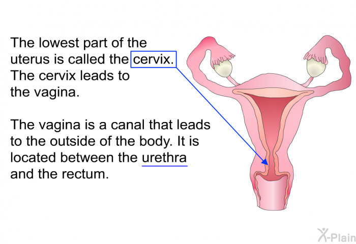 The lowest part of the uterus is called the cervix. The cervix leads to the vagina. The vagina is a canal that leads to the outside of the body. It is located between the urethra and the rectum.