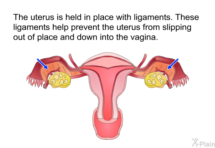 The uterus is held in place with ligaments. These ligaments help prevent the uterus from slipping out of place and down into the vagina.