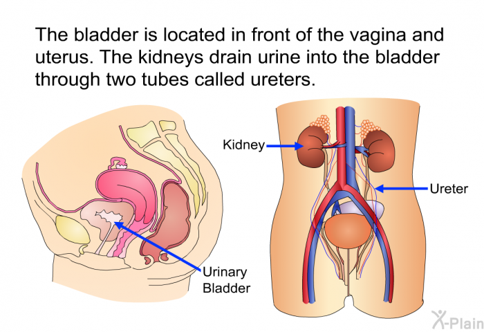 The bladder is located in front of the vagina and uterus. The kidneys drain urine into the bladder through two tubes called ureters.