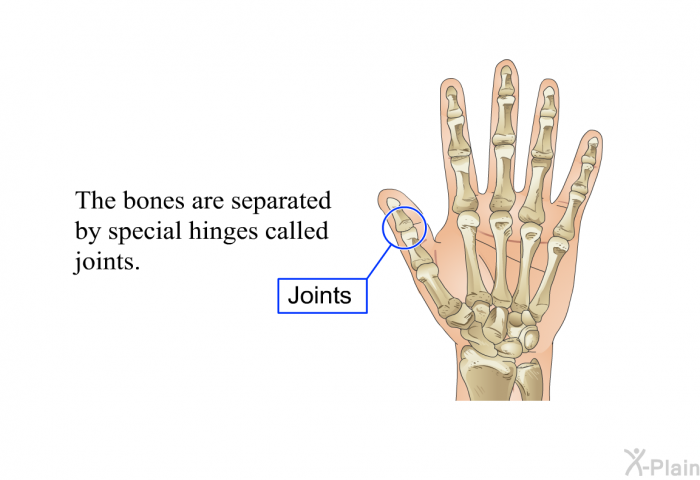 The bones are separated by special hinges called joints.