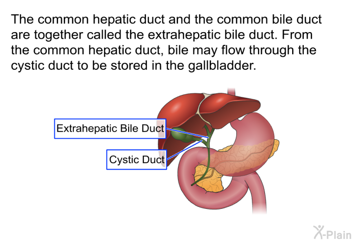 The common hepatic duct and the common bile duct are together called the extrahepatic bile duct. From the common hepatic duct, bile may flow through the cystic duct to be stored in the gallbladder.