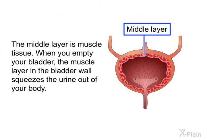 The middle layer is muscle tissue. When you empty your bladder, the muscle layer in the bladder wall squeezes the urine out of your body.