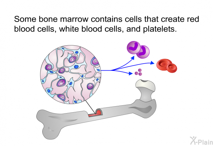 Some bone marrow contains cells that create red blood cells, white blood cells, and platelets.