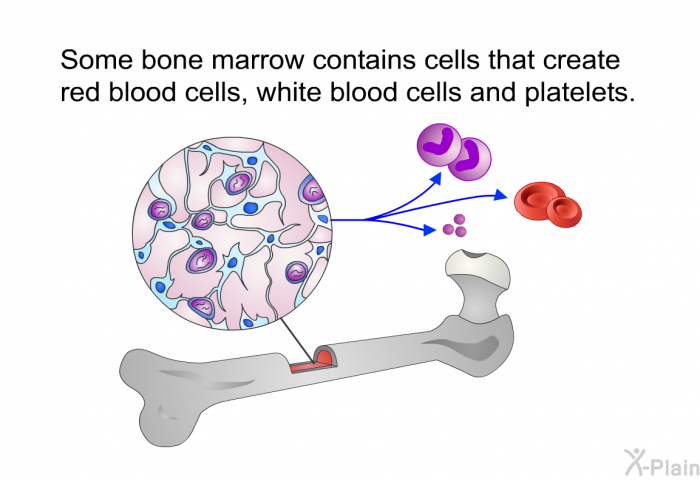 Some bone marrow contains cells that create red blood cells, white blood cells and platelets.