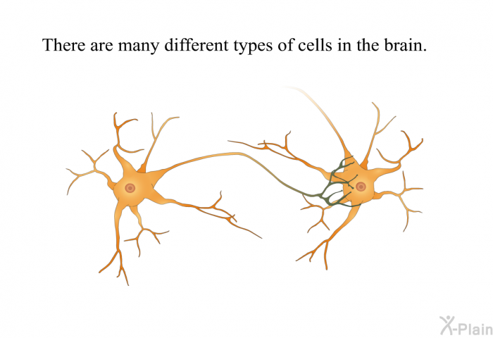 There are many different types of cells in the brain.