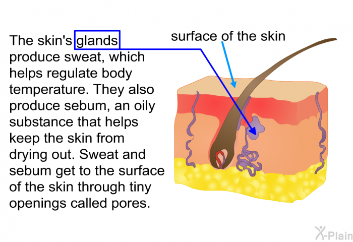 The skin’s glands produce sweat, which helps regulate body temperature. They also produce sebum, an oily substance that helps keep the skin from drying out. Sweat and sebum get to the surface of the skin through tiny openings called pores.