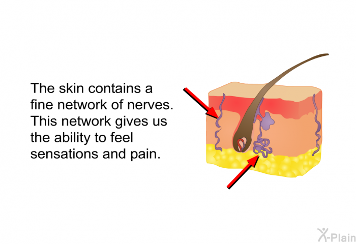 The skin contains a fine network of nerves. This network gives us the ability to feel sensations and pain.