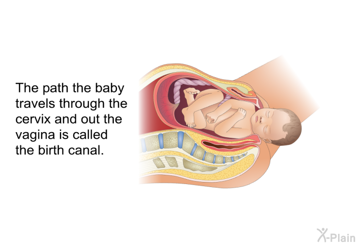 The path the baby travels through the cervix and out the vagina is called the birth canal.