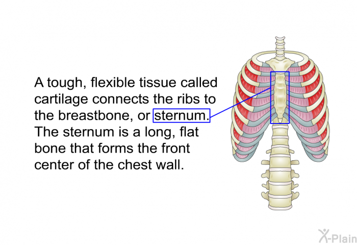 A tough, flexible tissue called cartilage connects the ribs to the breastbone, or sternum. The sternum is a long, flat bone that forms the front center of the chest wall.