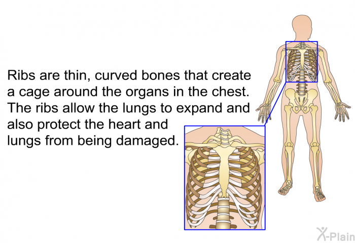 Ribs are thin, curved bones that create a cage around the organs in the chest. The ribs allow the lungs to expand and also protect the heart and lungs from being damaged.