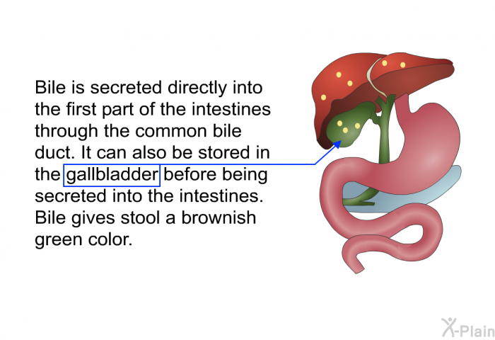 Bile is secreted directly into the first part of the intestines through the common bile duct. It can also be stored in the gallbladder before being secreted into the intestines. Bile gives stool a brownish green color.