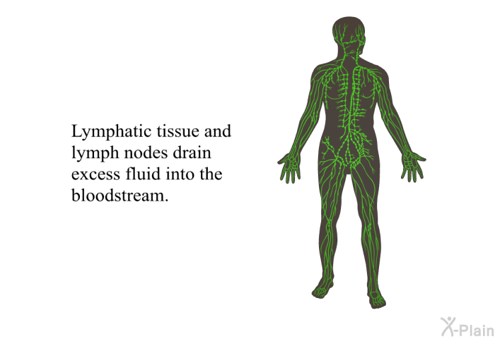 Lymphatic tissue and lymph nodes drain excess fluid into the bloodstream.