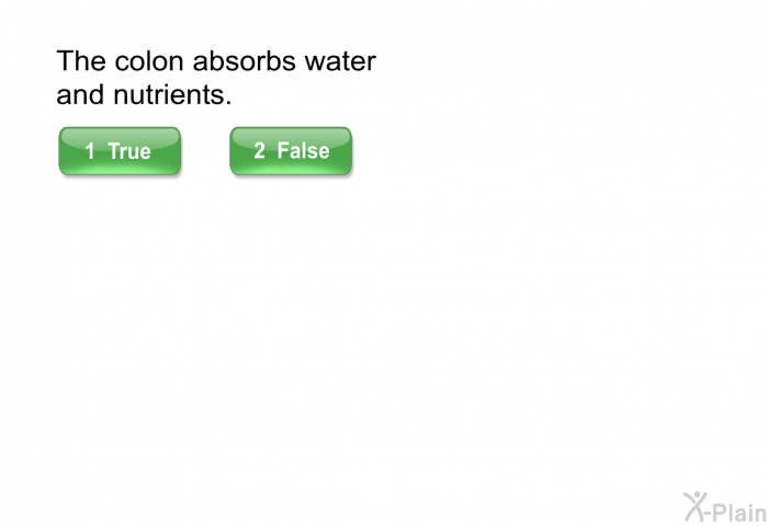 The colon absorbs water and nutrients.