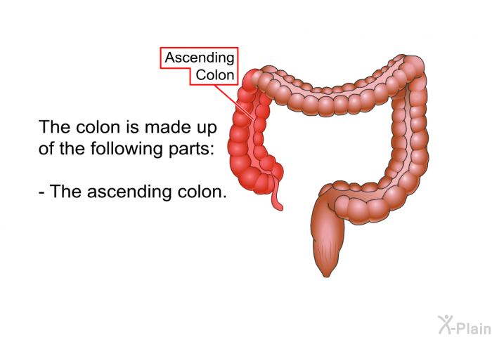 The colon is made up of the following parts:  The ascending colon.