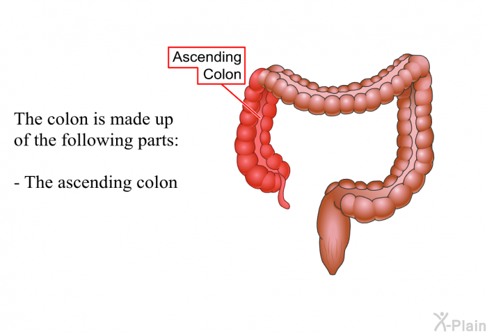 The colon is made up of the following parts:  The ascending colon