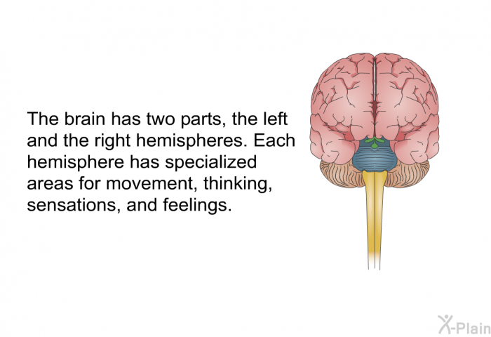 The brain has two parts, the left and the right hemispheres. Each hemisphere has specialized areas for movement, thinking, sensations, and feelings.