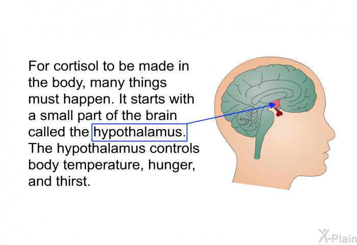 For cortisol to be made in the body, many things must happen. It starts with a small part of the brain called the hypothalamus. The hypothalamus controls body temperature, hunger, and thirst.