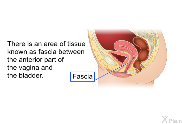 There is an area of tissue known as fascia between the anterior part of the vagina and the bladder.