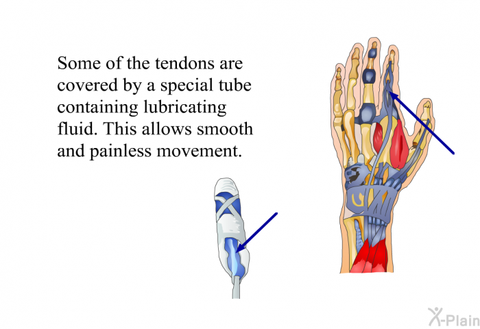 Some of the tendons are covered by a special tube containing lubricating fluid. This allows smooth and painless movement.