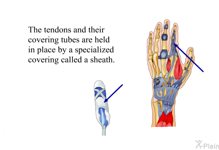 The tendons and their covering tubes are held in place by a specialized covering called a sheath.