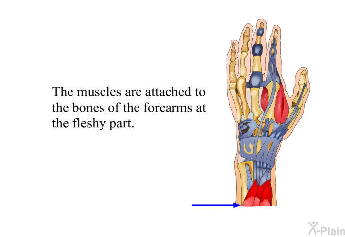 The muscles are attached to the bones of the forearms at the fleshy part.