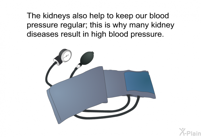 The kidneys also help to keep our blood pressure regular; this is why many kidney diseases result in high blood pressure.