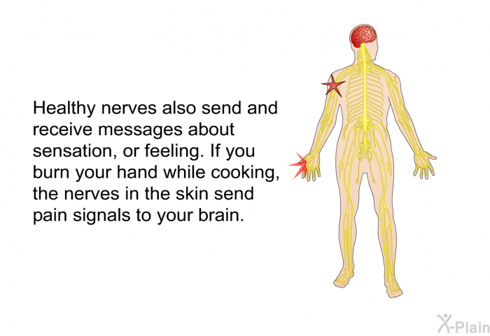 Healthy nerves also send and receive messages about sensation, or feeling. If you burn your hand while cooking, the nerves in the skin send pain signals to your brain.