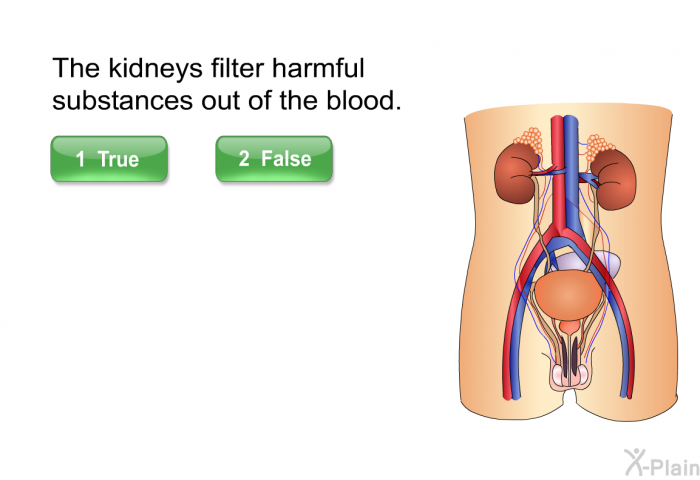 The kidneys filter harmful substances out of the blood.