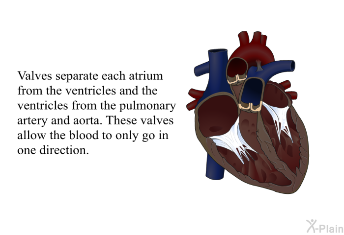 Valves separate each atrium from the ventricles and the ventricles from the pulmonary artery and aorta. These valves allow the blood to only go in one direction.