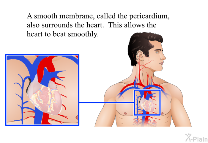 A smooth membrane, called the pericardium, also surrounds the heart. This allows the heart to beat smoothly.