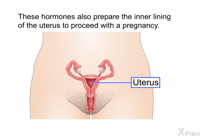 These hormones also prepare the inner lining of the uterus to proceed with a pregnancy.