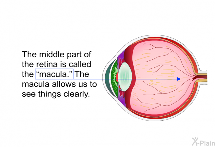 The middle part of the retina is called the “macula.” The macula allows us to see things clearly.