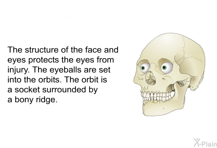 The structure of the face and eyes protects the eyes from injury. The eyeballs are set into the orbits. The orbit is a socket surrounded by a bony ridge.