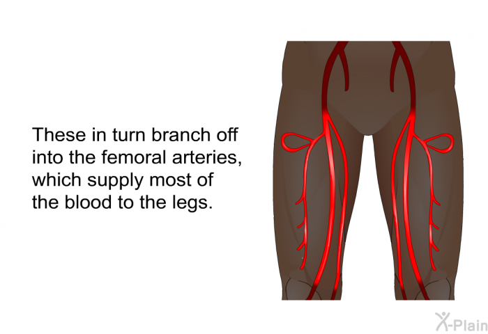 These in turn branch off into the femoral arteries, which supply most of the blood to the legs.