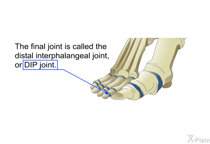 The final joint is called the distal interphalangeal joint, or DIP joint.