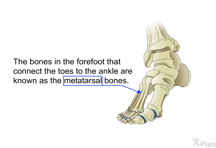 The bones in the forefoot that connect the toes to the ankle are known as the metatarsal bones.