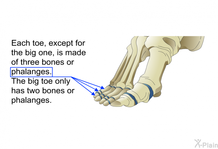 Each toe, except for the big one, is made of three bones or phalanges. The big toe only has two bones or phalanges.