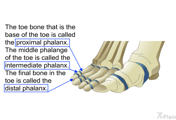 The toe bone that is the base of the toe is called the proximal phalanx. The middle phalange of the toe is called the intermediate phalanx. The final bone in the toe is called the distal phalanx.