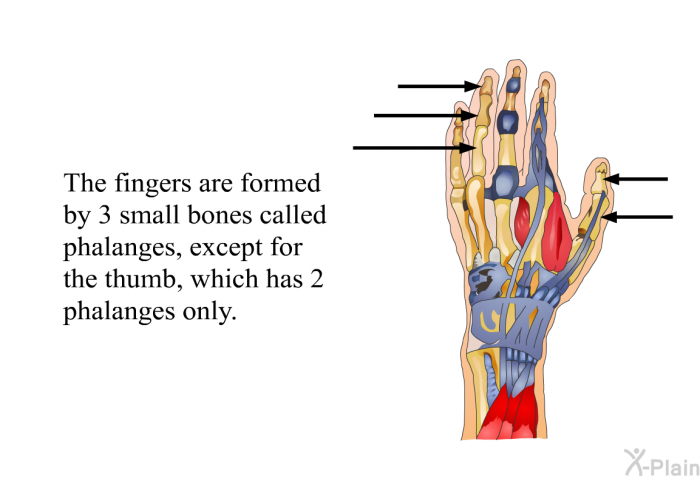 The fingers are formed by 3 small bones called phalanges, except for the thumb, which has 2 phalanges only.