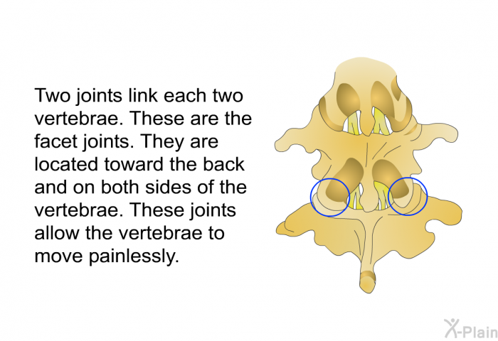 Two joints link each two vertebrae. These are the facet joints. They are located toward the back and on both sides of the vertebrae. These joints allow the vertebrae to move painlessly.