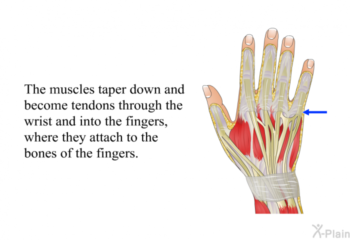 The muscles taper down and become tendons through the wrist and into the fingers, where they attach to the bones of the fingers.