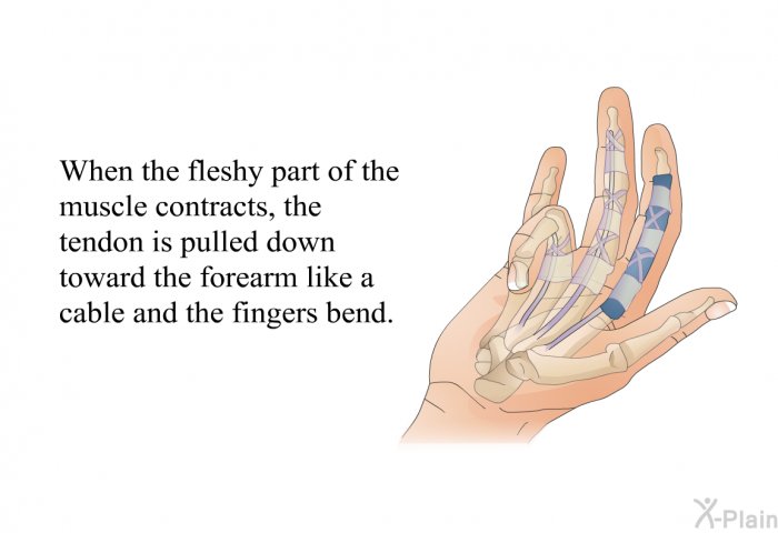 When the fleshy part of the muscle contracts, the tendon is pulled down toward the forearm like a cable and the fingers bend.