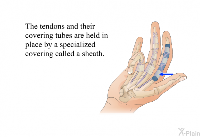 The tendons and their covering tubes are held in place by a specialized covering called a sheath.